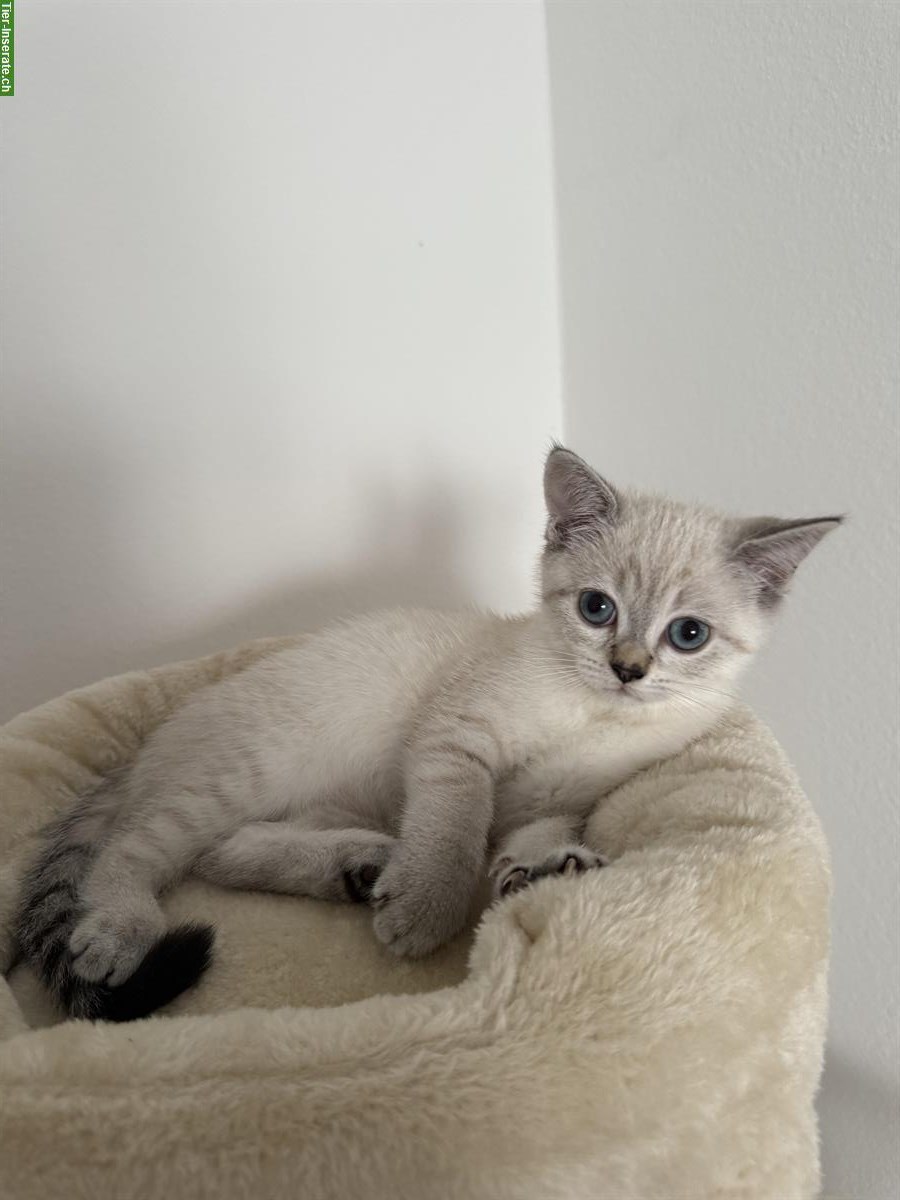 Britisch Kurzhaar Kitten 🐱 weiblich