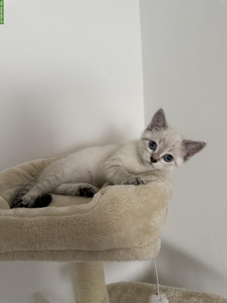 Bild 2: Britisch Kurzhaar Kitten 🐱 weiblich