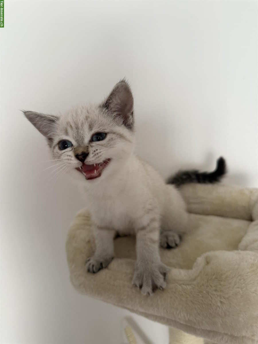 Bild 3: Britisch Kurzhaar Kitten 🐱 weiblich