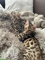 ✨ Schöne Bengal Kitten | 15 Wochen, geimpft & entwurmt ✨