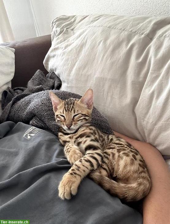 Bild 2: ✨ Schöne Bengal Kitten | 15 Wochen, geimpft & entwurmt ✨