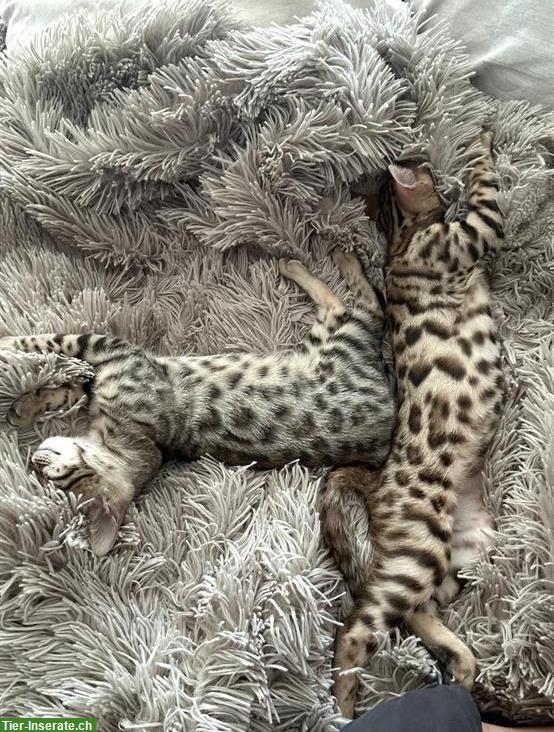 Bild 3: ✨ Schöne Bengal Kitten | 15 Wochen, geimpft & entwurmt ✨