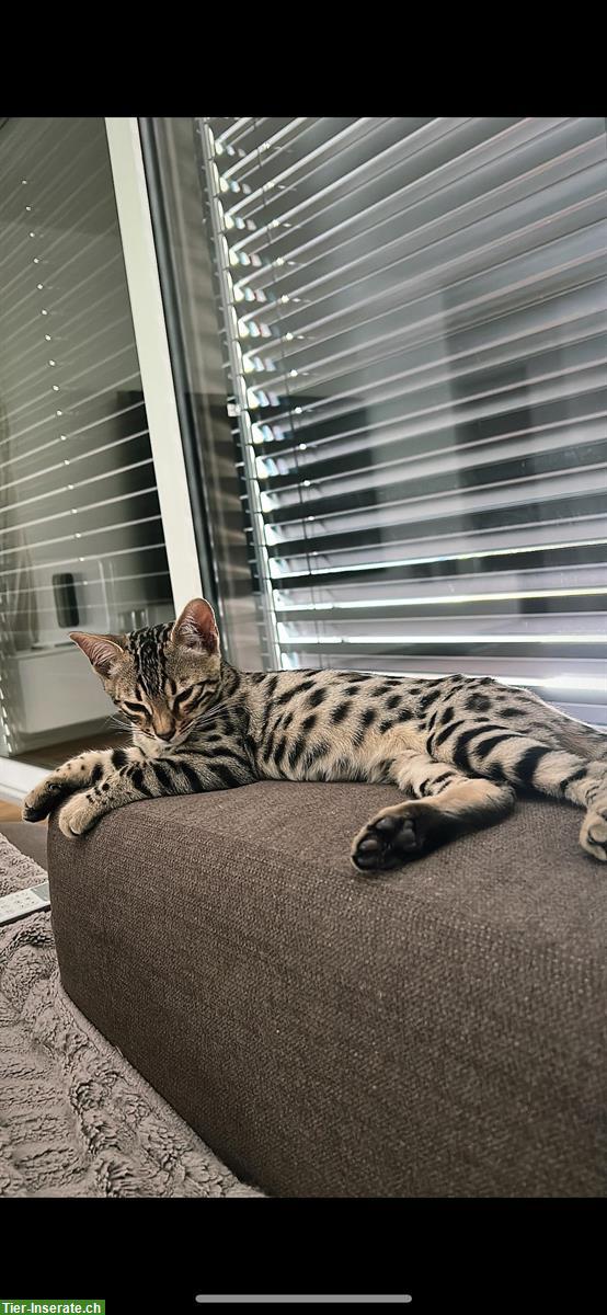 Bild 4: ✨ Schöne Bengal Kitten | 15 Wochen, geimpft & entwurmt ✨