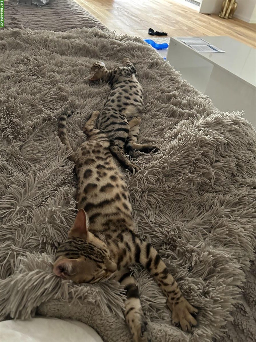 Bild 5: ✨ Schöne Bengal Kitten | 15 Wochen, geimpft & entwurmt ✨