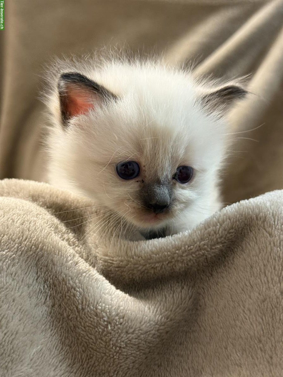 Reinrassige Heilige Birma Kitten ab 29. August abgabebereit