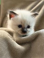 Reinrassige Heilige Birma Kitten ab 29. August abgabebereit