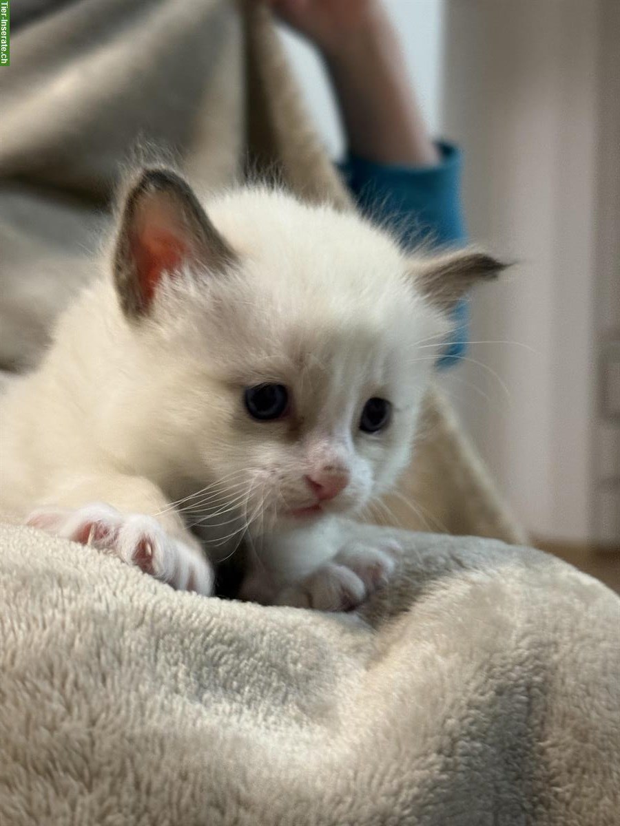Bild 2: Reinrassige Heilige Birma Kitten ab 29. August abgabebereit