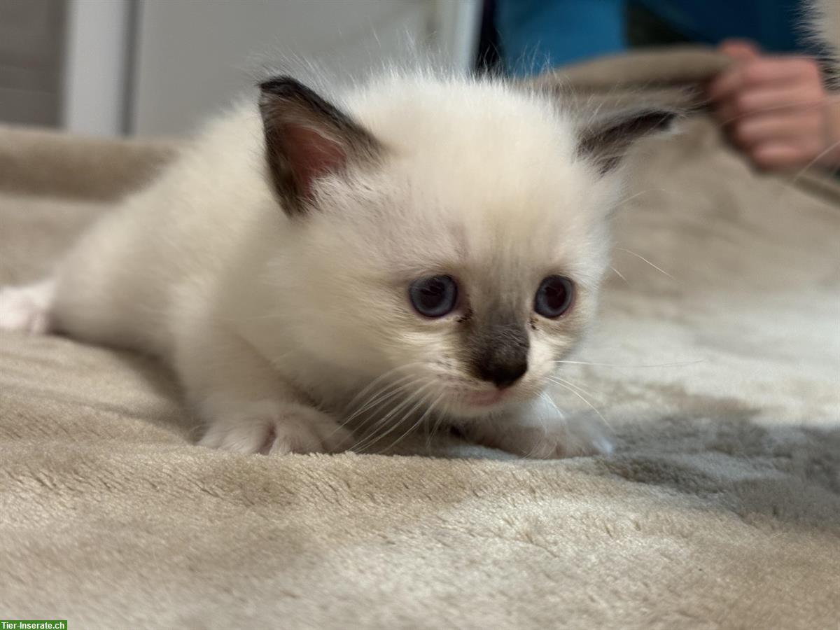 Bild 3: Reinrassige Heilige Birma Kitten ab 29. August abgabebereit