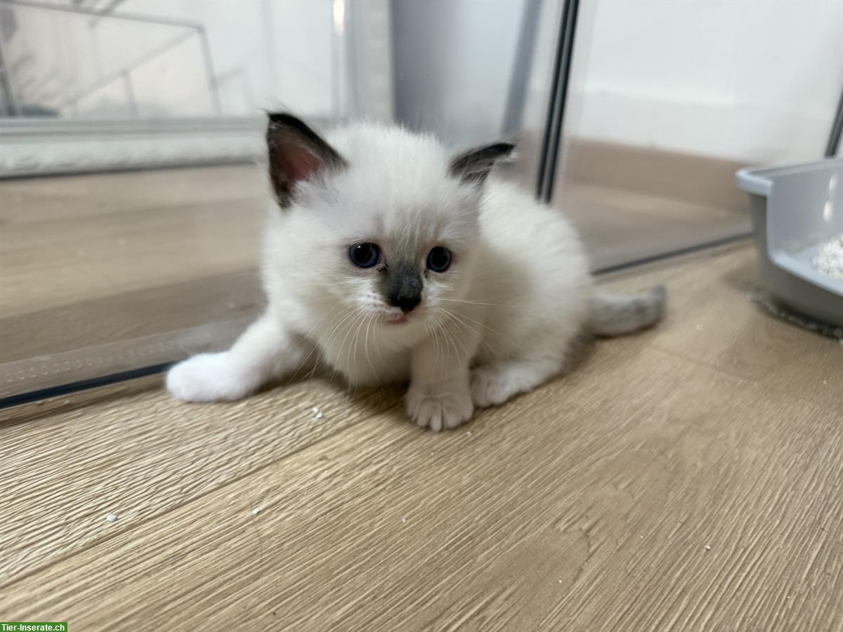 Bild 4: Reinrassige Heilige Birma Kitten ab 29. August abgabebereit