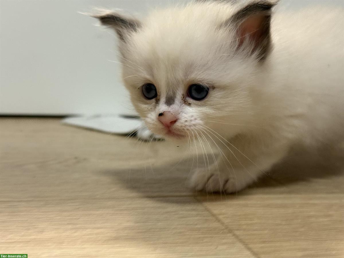 Bild 5: Reinrassige Heilige Birma Kitten ab 29. August abgabebereit