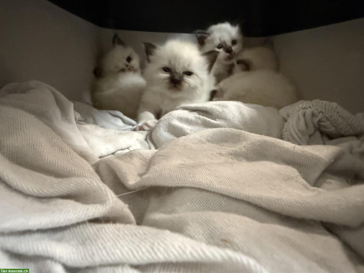 Bild 6: Reinrassige Heilige Birma Kitten ab 29. August abgabebereit