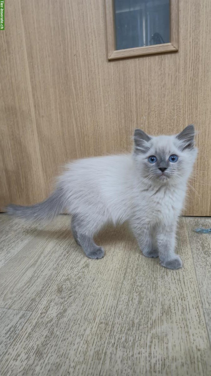 Wunderschöne Ragdoll Kätzchen suchen liebes Zuhause