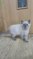 Wunderschöne Ragdoll Kätzchen suchen liebes Zuhause