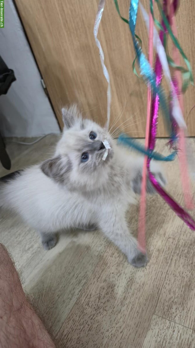 Bild 3: Wunderschöne Ragdoll Kätzchen suchen liebes Zuhause