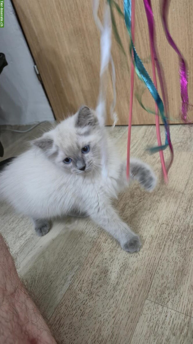 Bild 4: Wunderschöne Ragdoll Kätzchen suchen liebes Zuhause