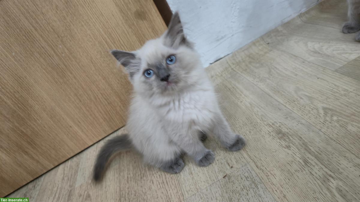 Bild 5: Wunderschöne Ragdoll Kätzchen suchen liebes Zuhause
