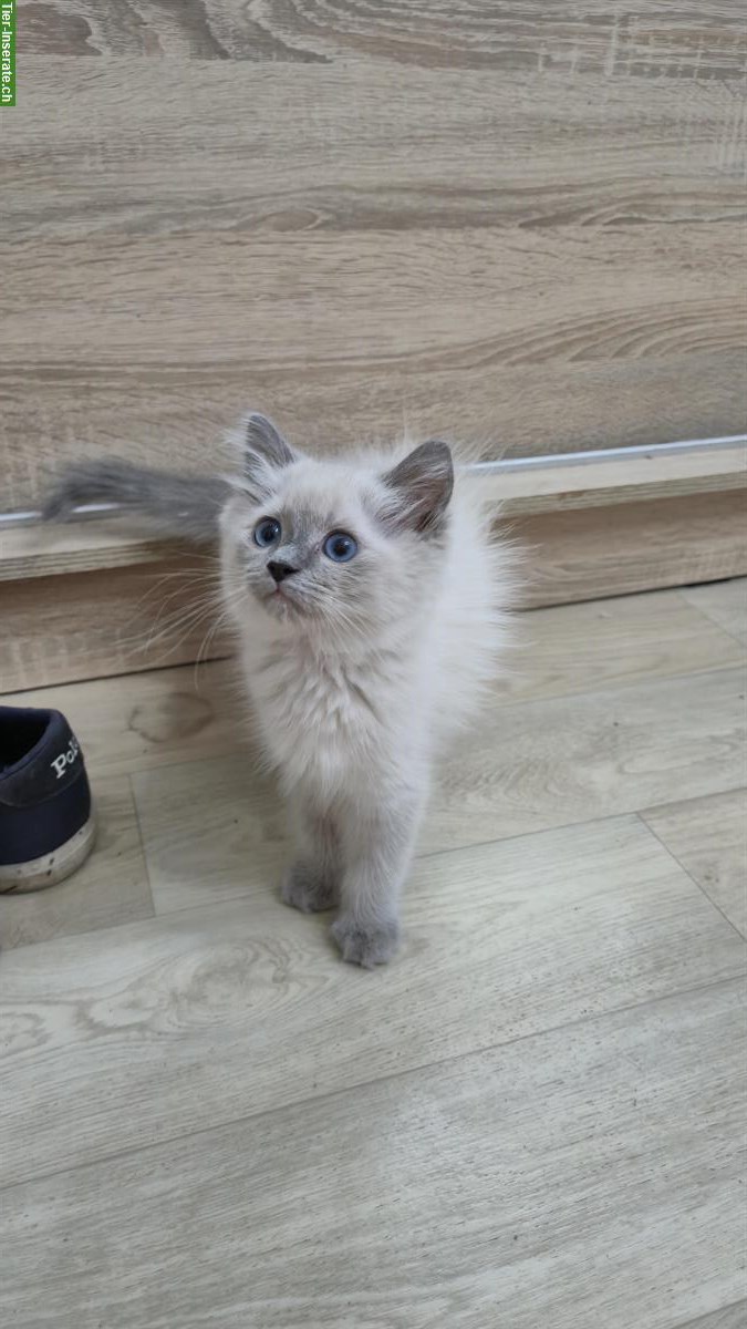 Bild 6: Wunderschöne Ragdoll Kätzchen suchen liebes Zuhause