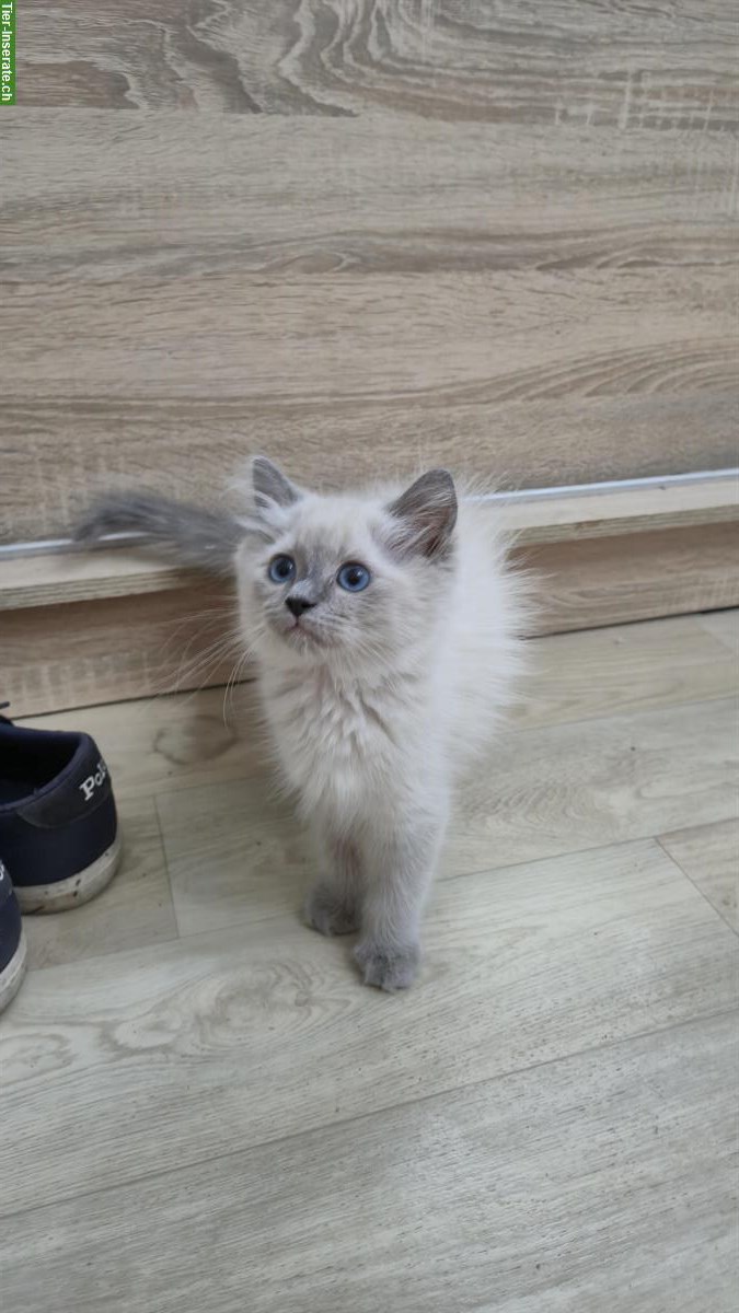 Bild 7: Wunderschöne Ragdoll Kätzchen suchen liebes Zuhause