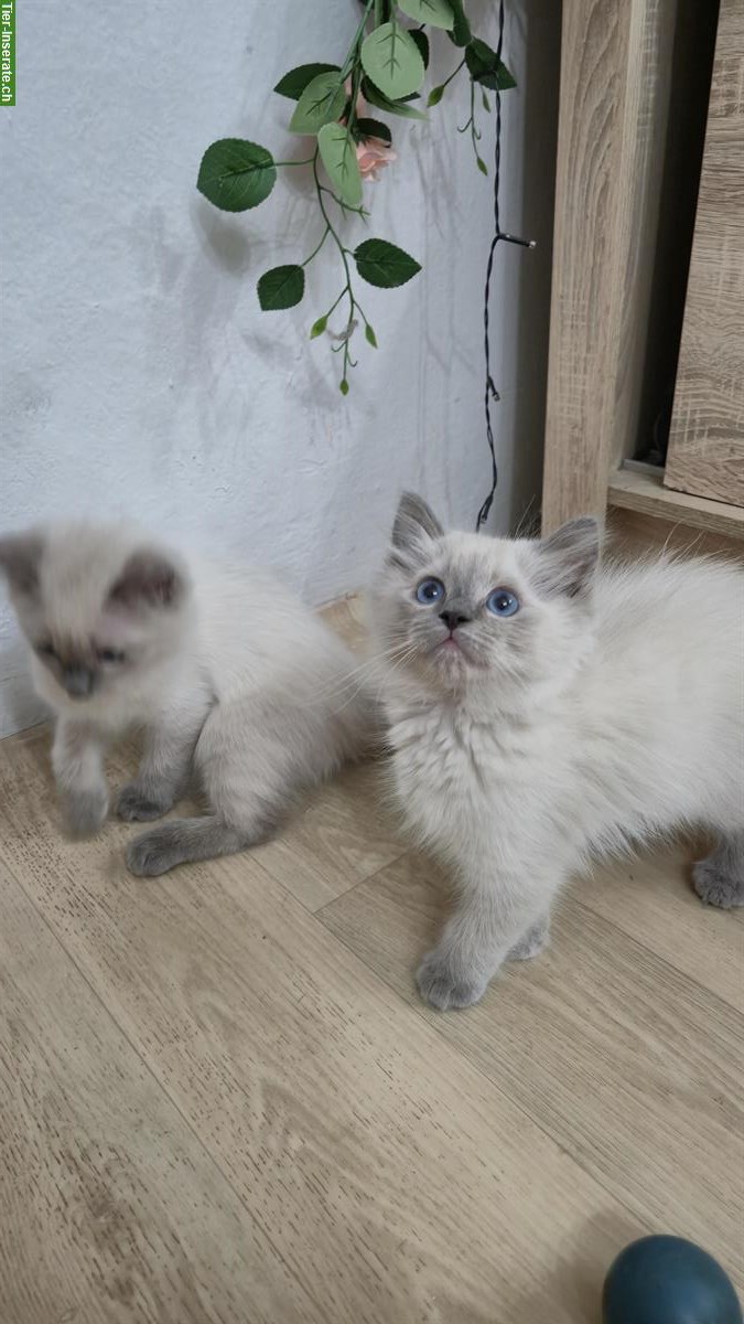 Bild 8: Wunderschöne Ragdoll Kätzchen suchen liebes Zuhause
