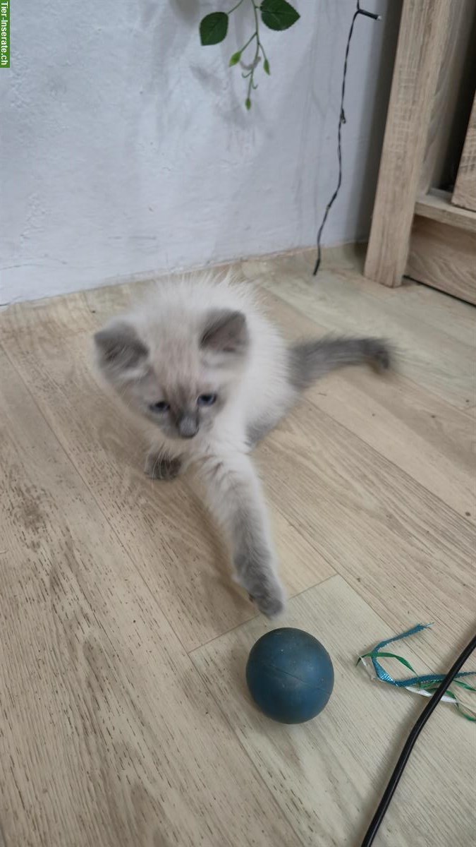 Bild 9: Wunderschöne Ragdoll Kätzchen suchen liebes Zuhause