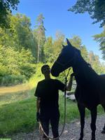 Suche Reitbeteiligung / Pflegepferd in Chur