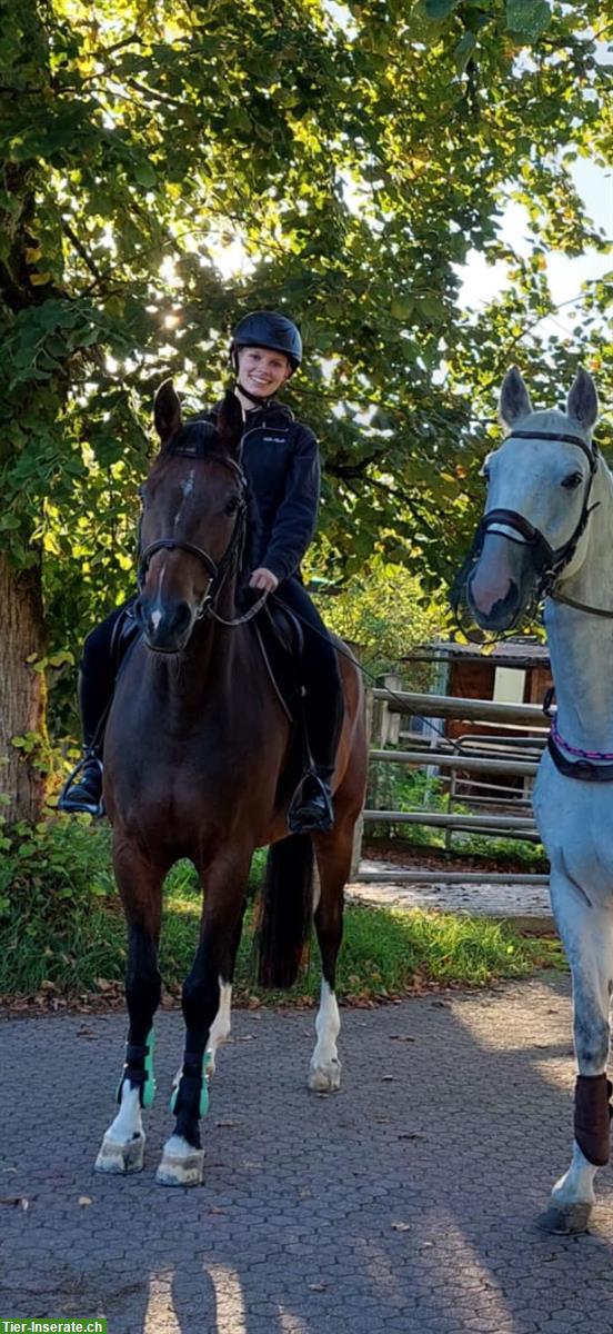 Bild 2: Suche Reitbeteiligung / Pflegepferd in Chur