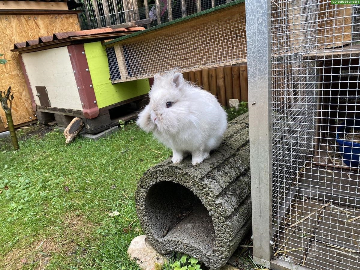 Bild 2: Löwenköpfchen x Teddyzwerg Weibchen