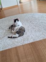 3 schöne Katzenkinder suchen ein Zuhause 🏡