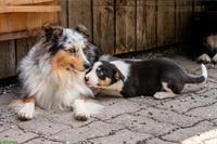 Border Collie Welpen aus Arbeitslinie