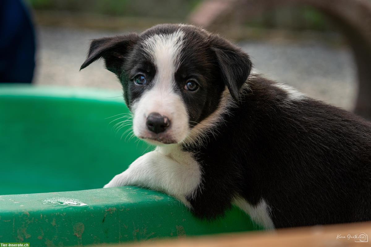 Bild 2: Border Collie Welpen aus Arbeitslinie