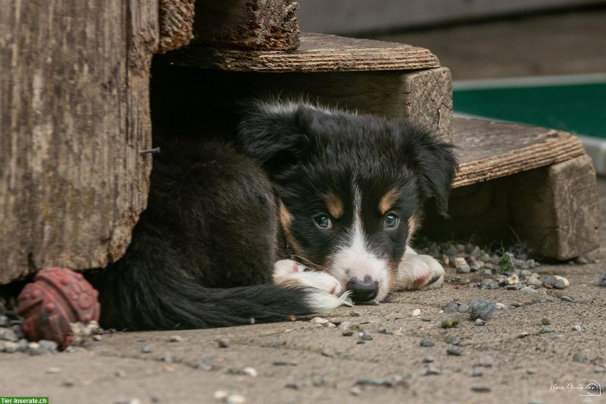 Bild 3: Border Collie Welpen aus Arbeitslinie