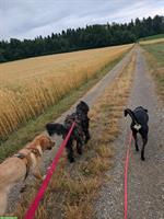 Minijob / Praktikum in kleiner Hundepension