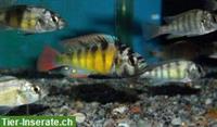 Haplochromis Thick Skin CH44 Buntbarsche abzugeben