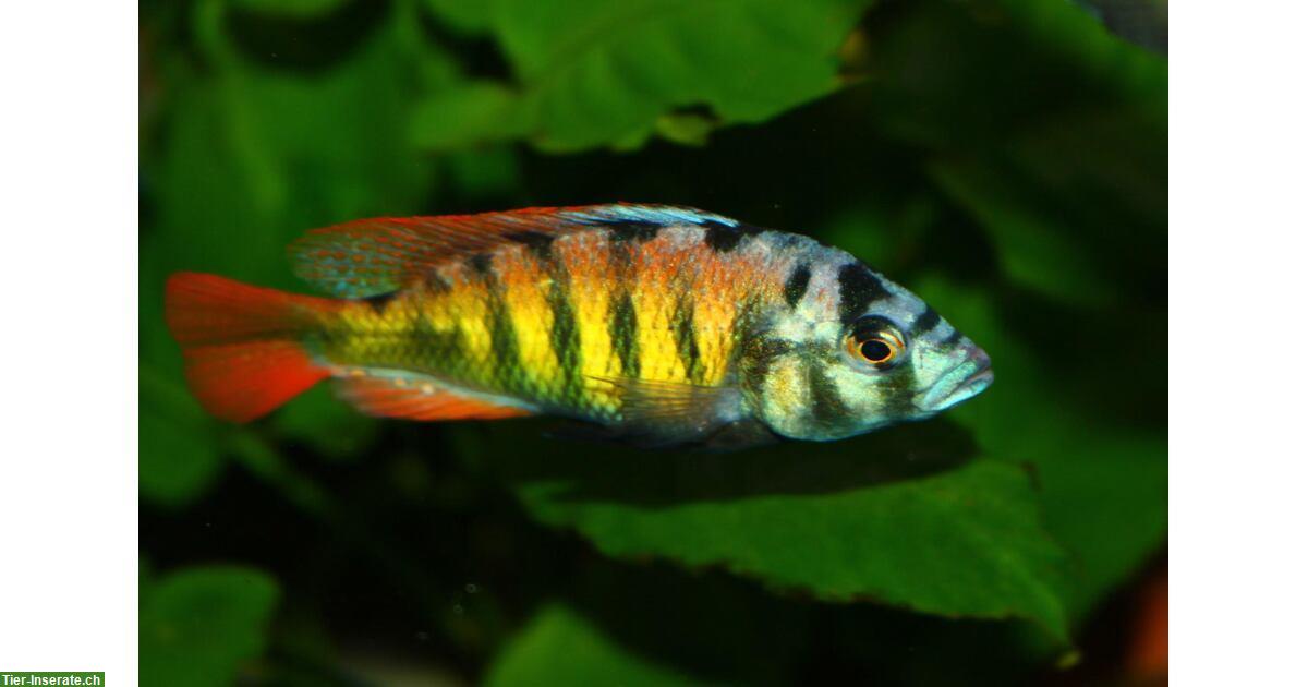 Bild 2: Haplochromis Thick Skin CH44 Buntbarsche abzugeben