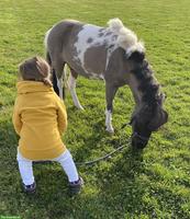 Biete Spazier- & Fahrbeteiligung mit Shetty Wallach