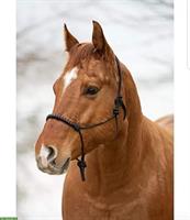 Western Reitbeteiligung für Quarter Horse Wallach