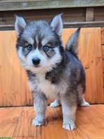 Süsse Pomsky Welpen (Mini Husky) zu verkaufen