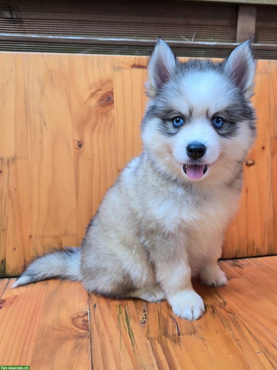 Bild 2: Süsse Pomsky Welpen (Mini Husky) zu verkaufen