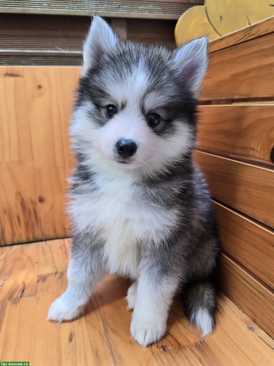 Bild 3: Süsse Pomsky Welpen (Mini Husky) zu verkaufen