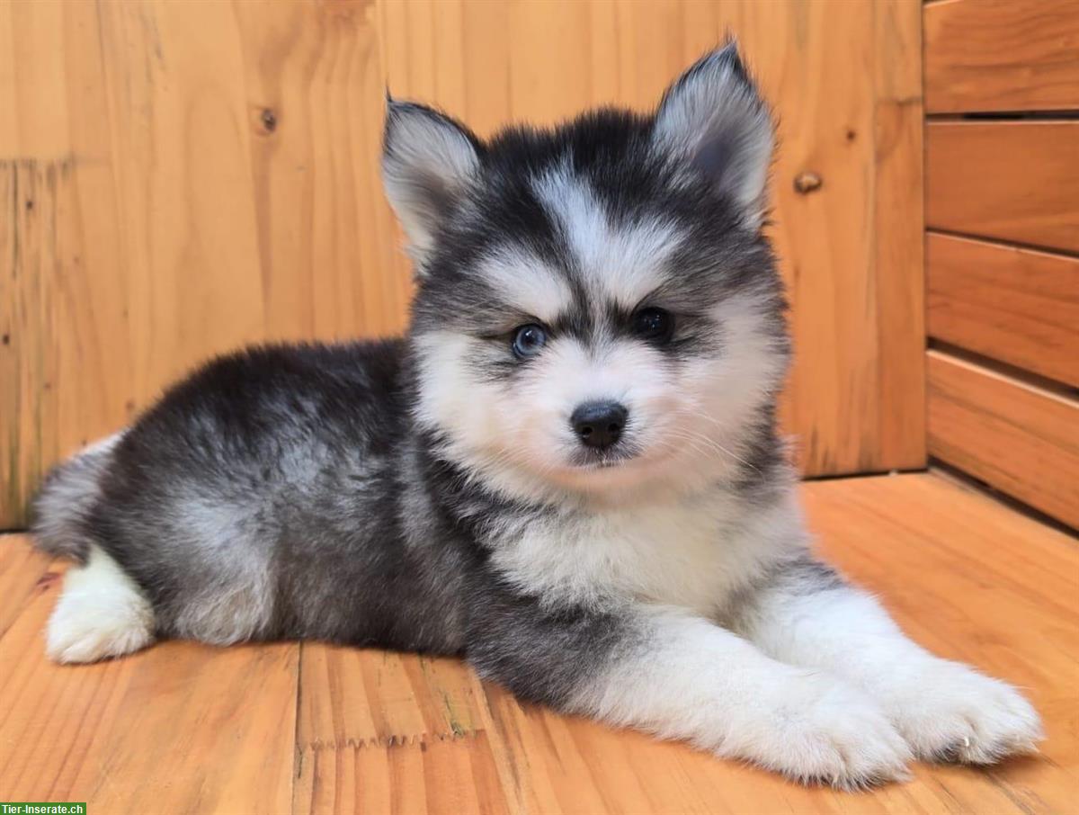 Bild 4: Süsse Pomsky Welpen (Mini Husky) zu verkaufen