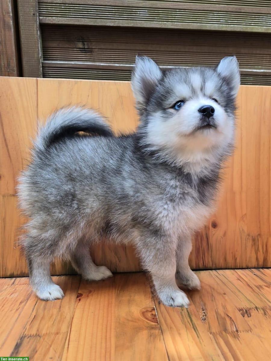 Bild 5: Süsse Pomsky Welpen (Mini Husky) zu verkaufen
