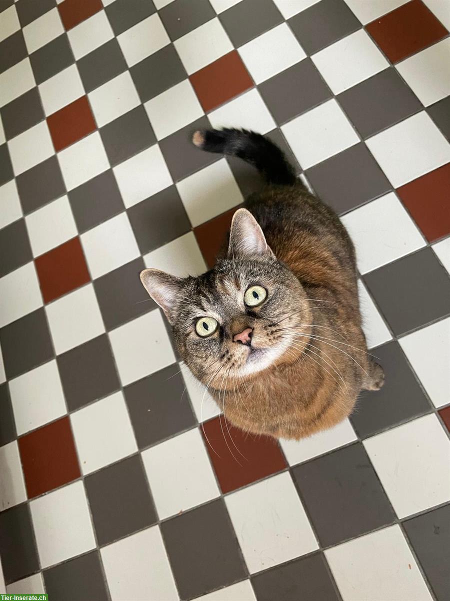 Verschmuste Katzen Lady sucht neues Zuhause
