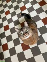 Verschmuste Katzen Lady sucht neues Zuhause