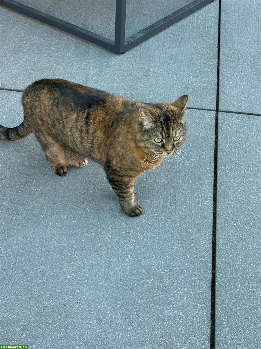 Bild 2: Verschmuste Katzen Lady sucht neues Zuhause
