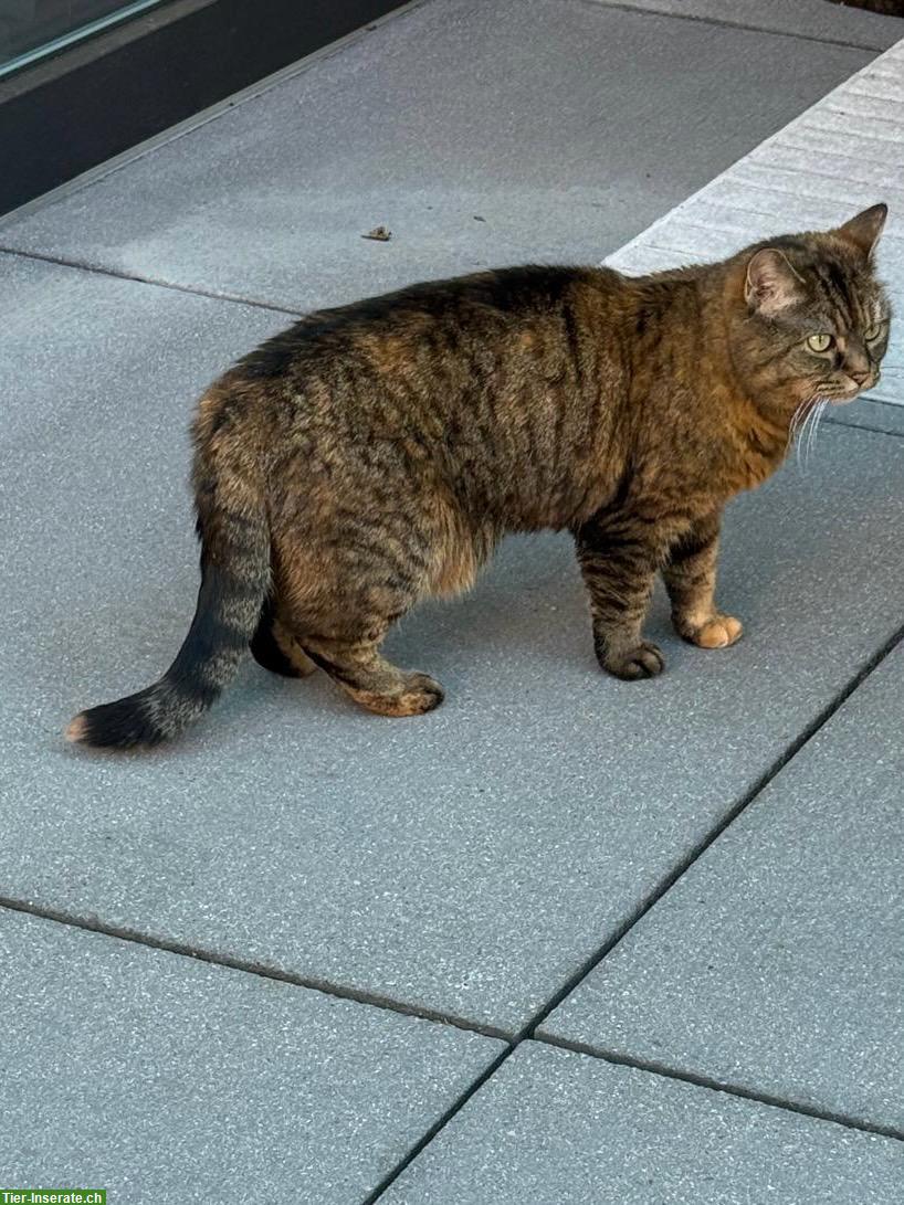 Bild 3: Verschmuste Katzen Lady sucht neues Zuhause