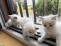 Reinrassige Ragdoll Kätzchen suchen ein neues Zuhause