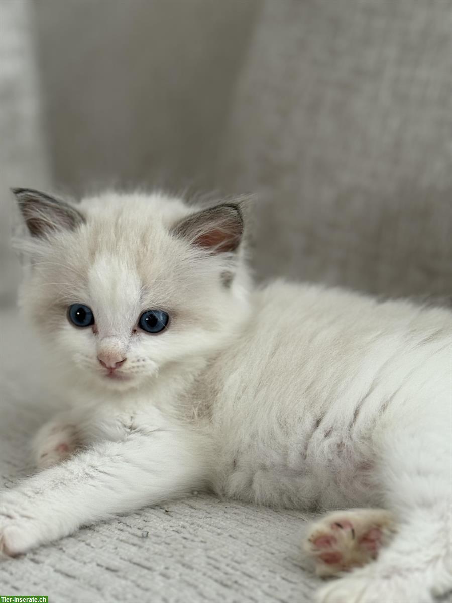 Bild 2: Reinrassige Ragdoll Kätzchen suchen ein neues Zuhause