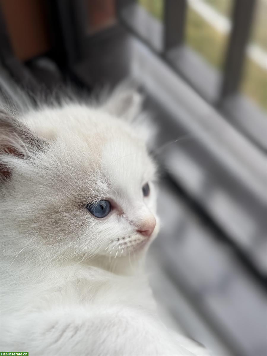Bild 3: Reinrassige Ragdoll Kätzchen suchen ein neues Zuhause