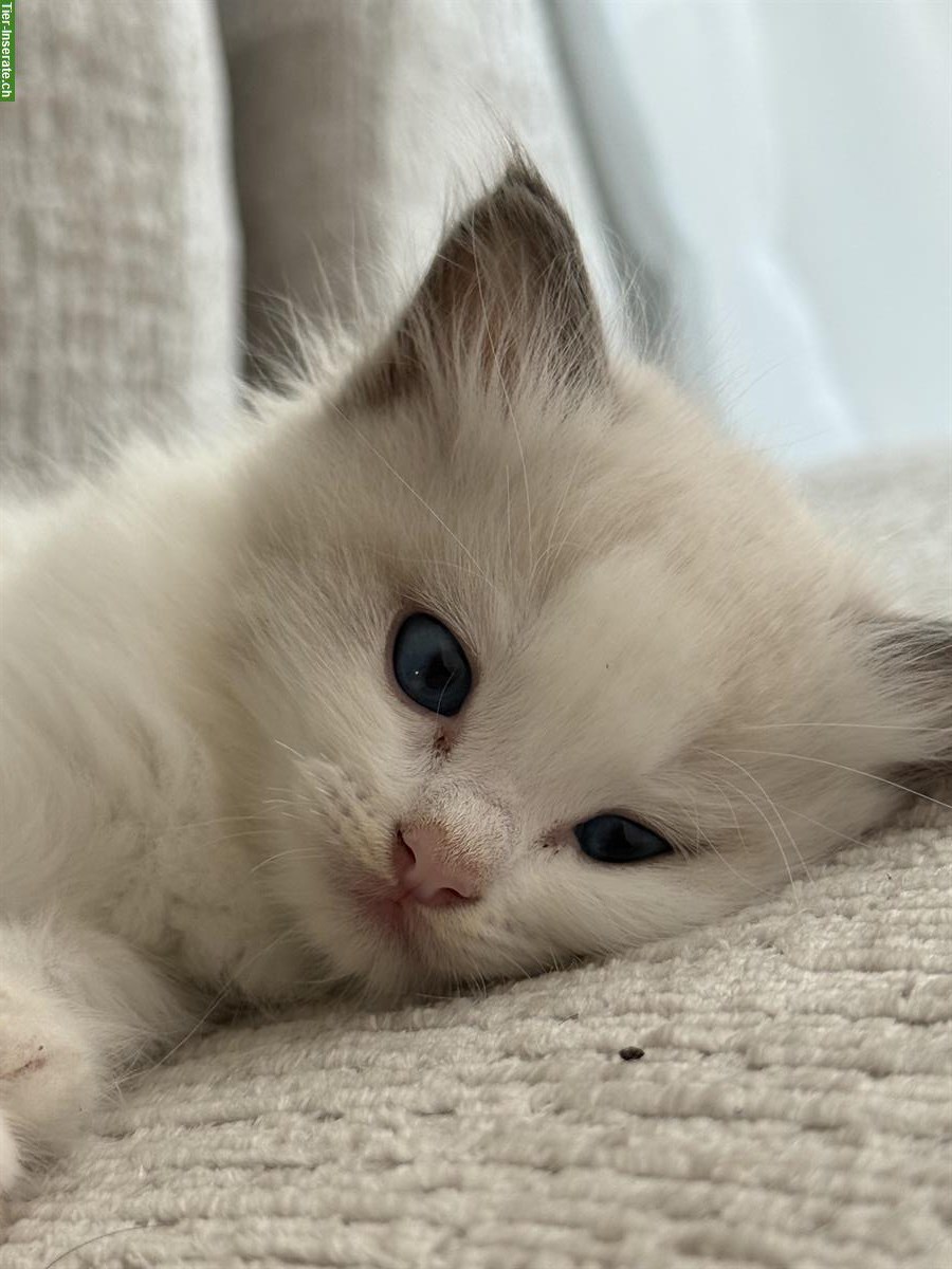 Bild 4: Reinrassige Ragdoll Kätzchen suchen ein neues Zuhause