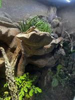Zwerggürtelschweife | Cordylus tropidosternum mit Terrarium